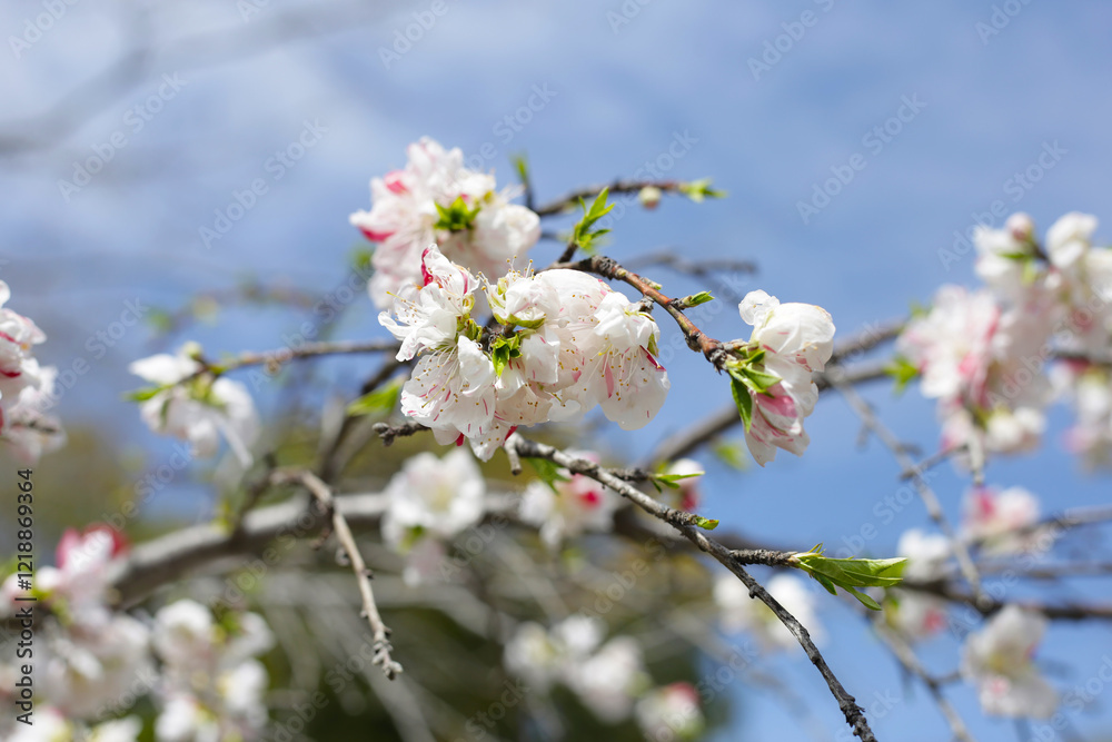 Obraz premium Japanese genpei peach flower in the park