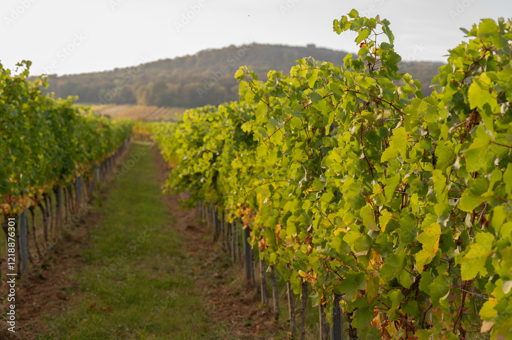 Naklejka premium Weinstöcke im Herbst 3