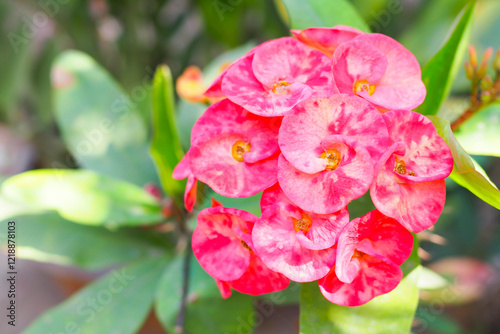 euphorbia milii flowers, Crown of thorns flower, Poi sian flowers. photo