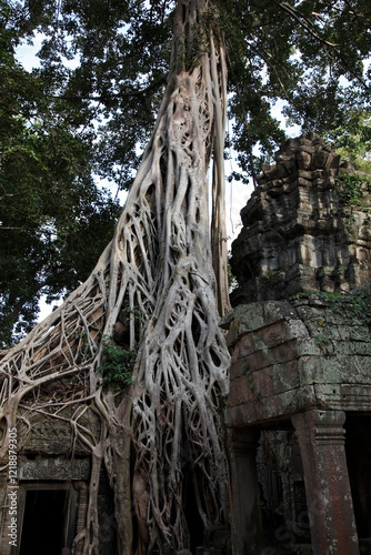 Old tree growing over the Ta Prohm temple at Angkor in Cambodia. 