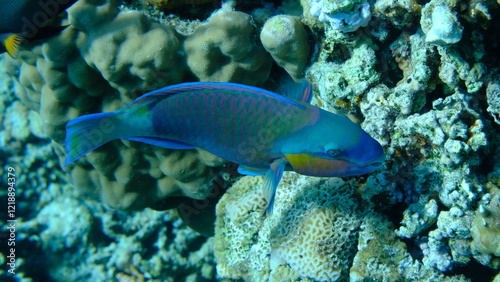 Foto Daisy parrotfish or bullethead parrotfish (Chlorurus sordidus) undersea, Red Sea
