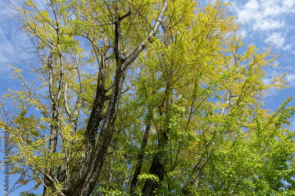 Fototapeta premium イチョウの秋支度