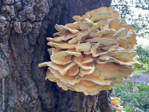 Bright wood fungus Laetiporus sulphureus (Laetiporus sulphureus) on the bark of an old oak tree in the forest photo