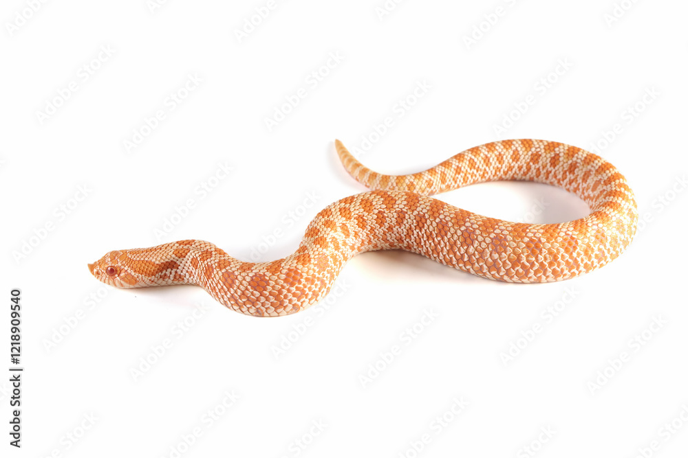 Fototapeta premium Albino Western hognose snakes isolated on white background, Albino Western hognose snakes 