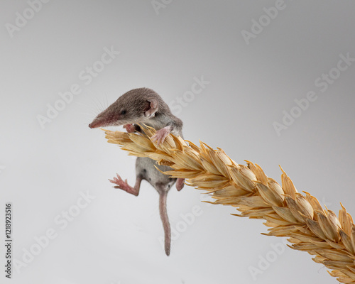 A common shrew sits on a spikelet of wheat. A mammal with a long nose