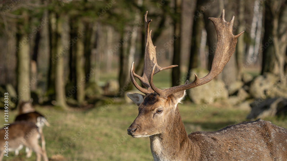 Nahaufnahme eines Damhirsch (Dama dama), der sein Geweih zeigt, im Hintergrund Wald Nahaufnahme eines Damhirsch (Dama dama), der sein Geweih zeigt, im Hintergrund Wald