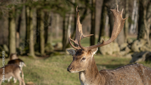 Nahaufnahme eines Damhirsch (Dama dama), der sein  Geweih zeigt, im Hintergrund  Wald