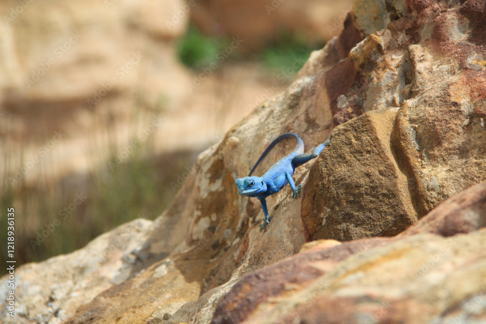 un bel geco blu che risalta sulle rocce