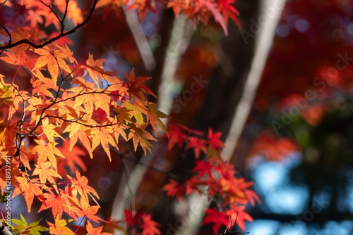 晴れた日の美しい紅葉の風景　滋賀県大津市皇子が丘公園 photo