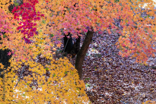 晴れた日の美しい紅葉の風景　滋賀県大津市皇子が丘公園 photo