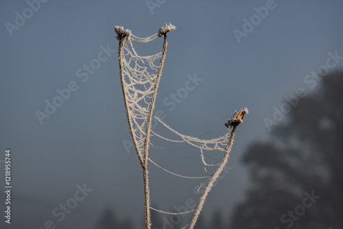 Spinnweben zwischen verdörrten Pflanzen mit Reif (Eisablagerung) durch gefrorenen Nebel überzogen photo