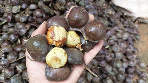Close up fresh dogfruit jengkol at Indonesian traditional market. semur jengkol cooking ingredients food from batavia