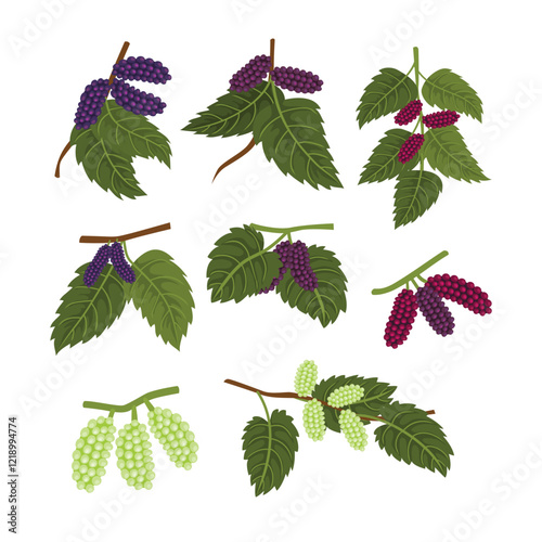 Set of mulberry collection, Mulberry Branch with Ripening Berry Hanging, Grape bunches with leaves set. Fresh berry or grapes branches isolated on white background, flat vector illustration.