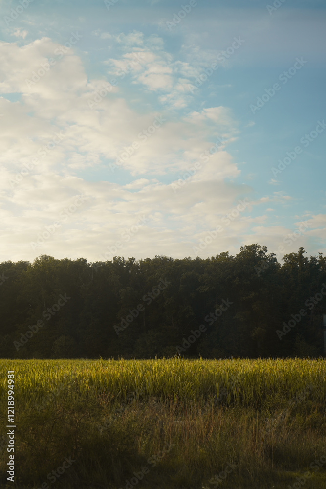 Obraz premium field and sky