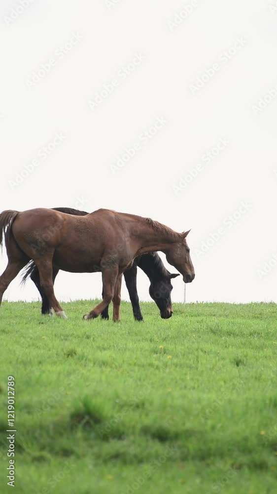Herd or group of brown horses grazing in a meadow on a pasture eating grass in the rural countryside, vertical video Herd or group of brown horses grazing in a meadow on a pasture eating grass in the rural countryside, vertical video