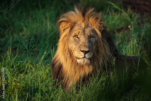 portrait of a lion photo