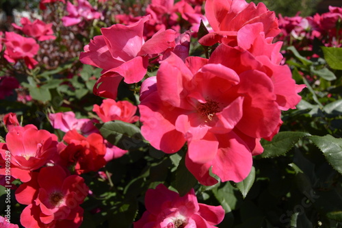 pink roses in the garden