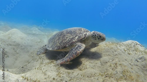 Wallpaper Mural Green sea turtle feeding on sea grass on the ocean floor, 4K video footage Torontodigital.ca
