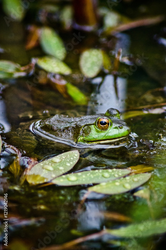Closeup Green Frog in Water