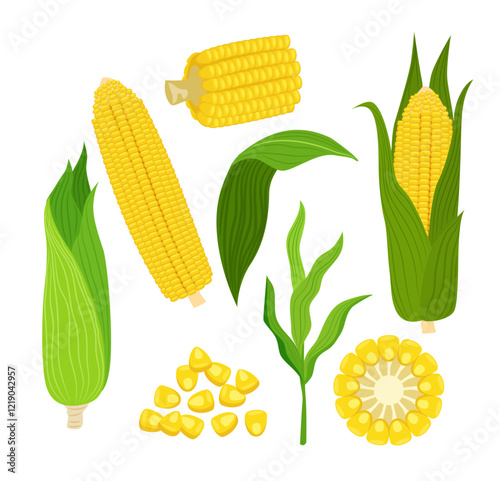 Set of corn collection kit with spikelet sliced corns cobs and grains. Farm market product, agriculture elements.golden corn, natural vegetables bunch of corns, flat vector illustration.