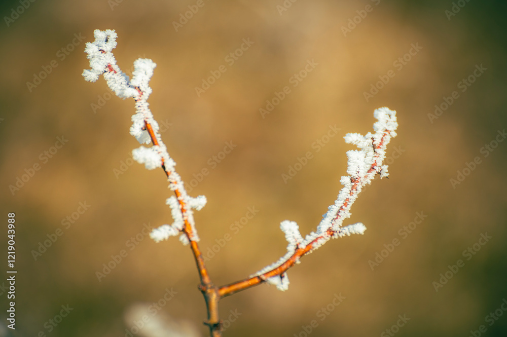 A minimalist winter scene: Bare branches etched with frost. A minimalist winter scene: Bare branches etched with frost.
