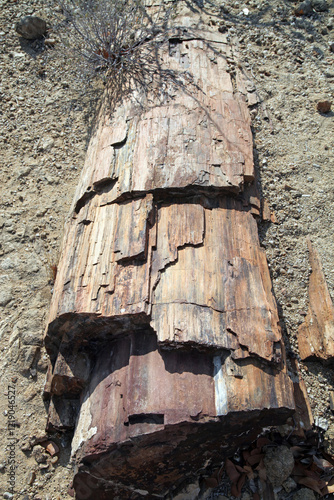 Closeup of a petrified tree trunk, Damaraland Namibia
