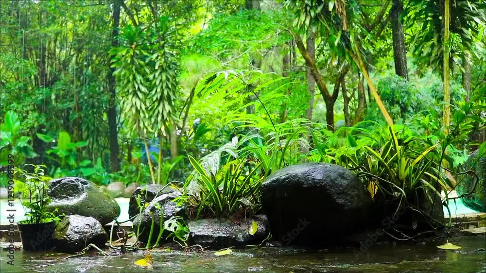 Lush rainforest with rocks. Background nature Lush rainforest with rocks. Background nature