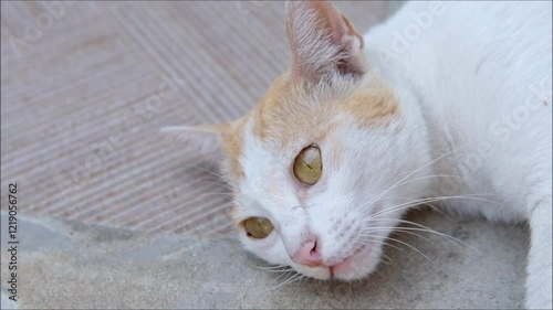 Close up of Thai Orange and White Cat laying on the floor