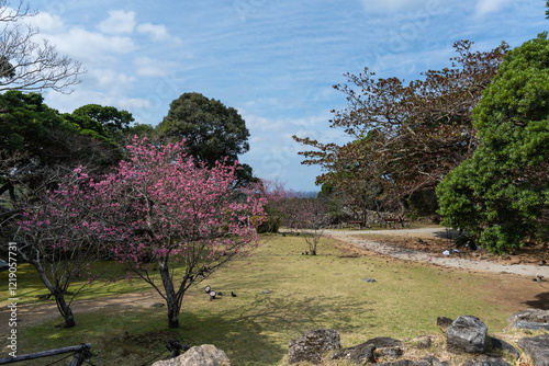 春の今帰仁城跡・沖縄県・1月のカンヒザクラ photo