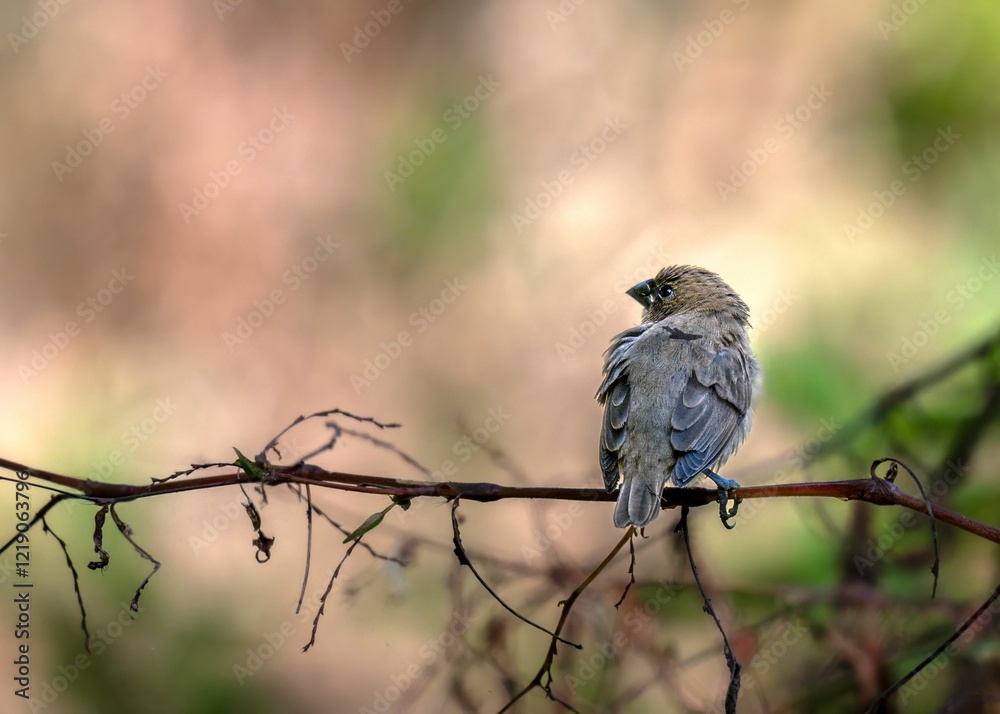 Obraz premium Small bird perched on a branch