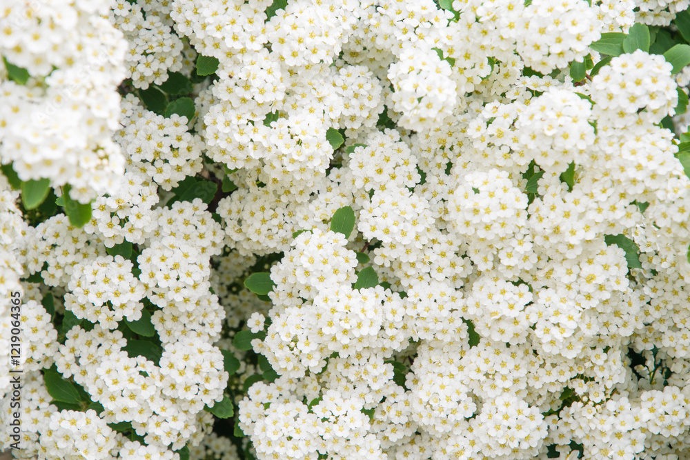 Snow-white flowers of spirea are collected in umbrella-shaped inflorescences, abundantly covering the entire bush, (lat. Spiraea vanhouttei) is a deciduous ornamental shrub of the Rosaceae family, Snow-white flowers of spirea are collected in umbrella-shaped inflorescences, abundantly covering the entire bush, (lat. Spiraea vanhouttei) is a deciduous ornamental shrub of the Rosaceae family,