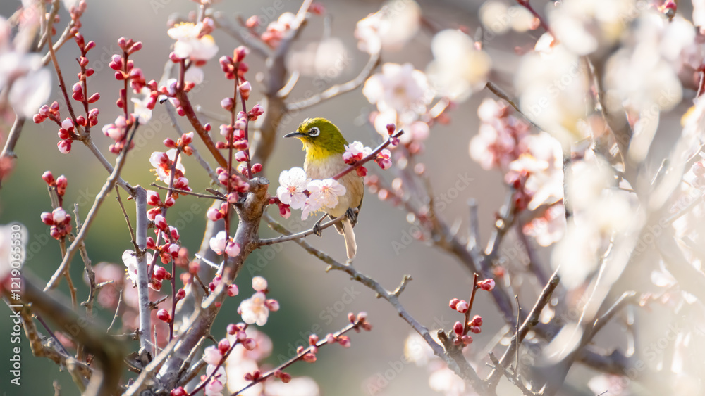 Charming Japanese White-eye Amid Plum Blossoms Charming Japanese White-eye Amid Plum Blossoms