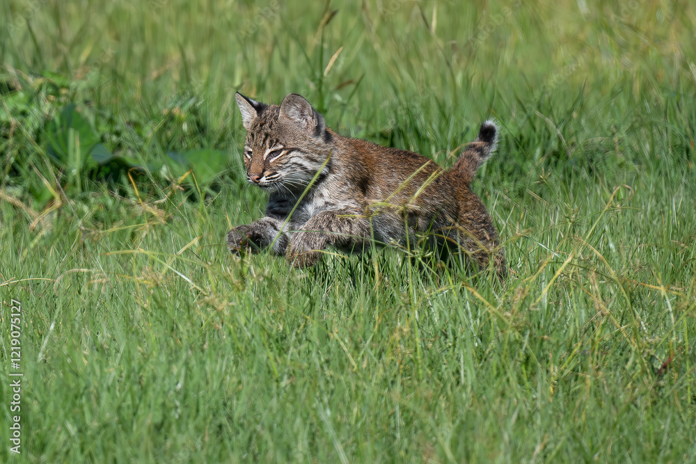Obraz premium Bobcat kitten running in the grass