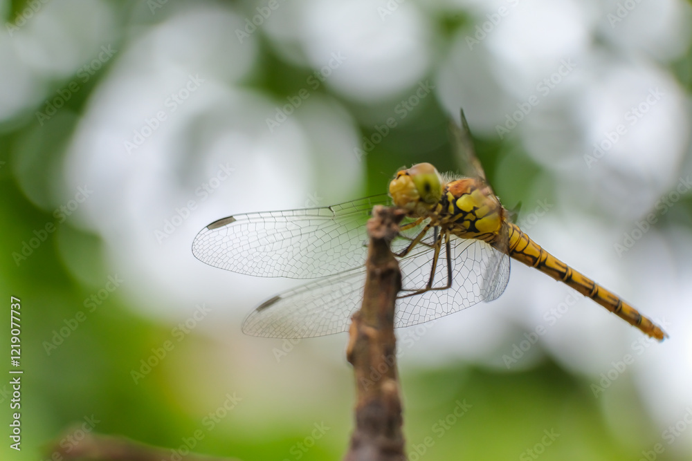 Dragonfly perched on a thin, brown twig, captured in sharp detail against a backdrop of blurred. Dragonfly on dry tree branch in nature. Detailed macro image, close up Dragonfly perched on a thin, brown twig, captured in sharp detail against a backdrop of blurred. Dragonfly on dry tree branch in nature. Detailed macro image, close up