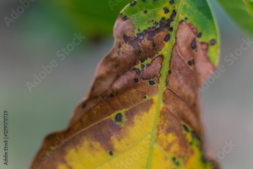Tableau sur toile Diseased leaf with brown, yellow, and green spots