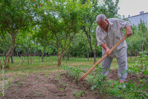 Elderly farmer working in a small vegetable garden with a hoe. White haired old farmer man plowing agricultural land with a hoe in the garden. Concept of rural life, sustainable living, cultivating