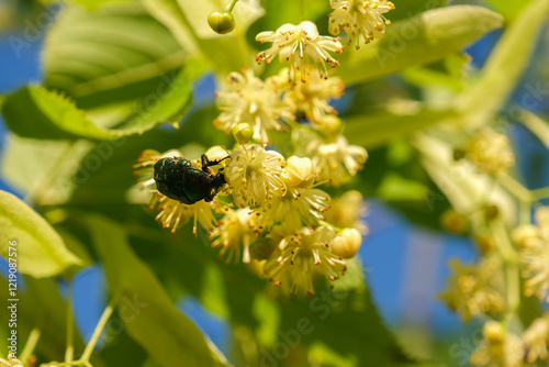 Metallic green june beetle on a linden tree flower on a sunny summer day. Rose chafer bug looking for food among yellow linden blossoms. Close up, green tree leaves backgrounds photo