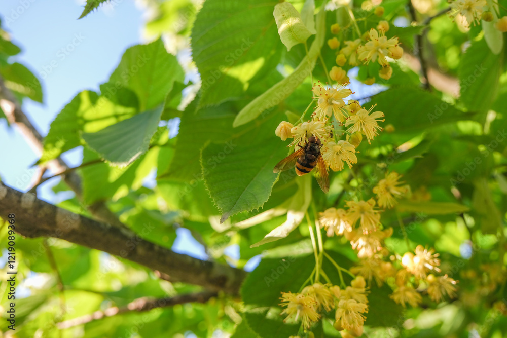 Honey bee on a flower on the branches of a linden tree on a sunny day in summer. Bee gathers pollen from a blooming linden tree. Beautiful nature spring background Honey bee on a flower on the branches of a linden tree on a sunny day in summer. Bee gathers pollen from a blooming linden tree. Beautiful nature spring background
