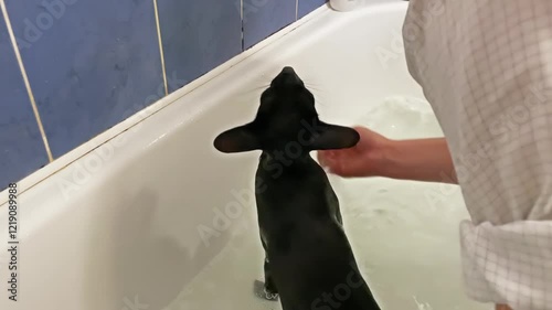 Black cat in water taking bath. Black oriental cat 4K video clip