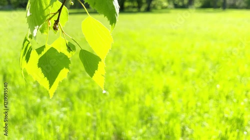 Green leaves on wind with green sunny grass on green field. 4K video clip