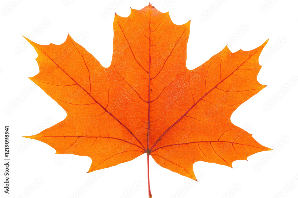 Isolated Bright Orange Maple Leaf Isolated Bright Orange Maple Leaf