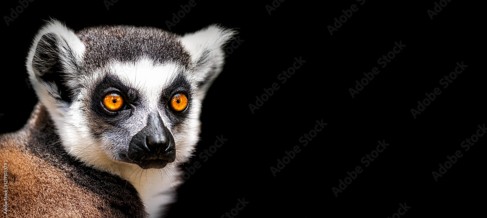 Obraz premium キツネザルのポートレート。黒背景。（Lemur portrait with copy space on black background） 