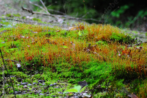 green moss on the ground