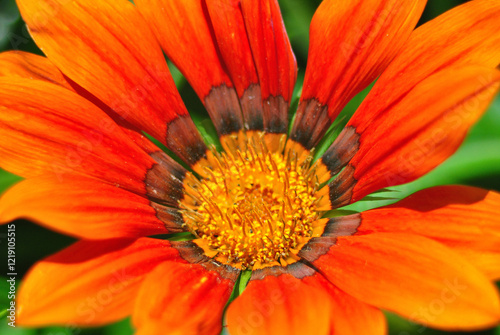 orange flower macro