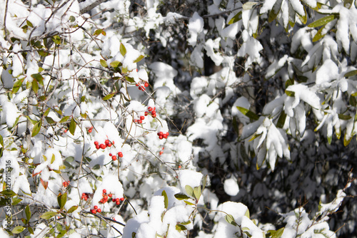 Red berries in the snow