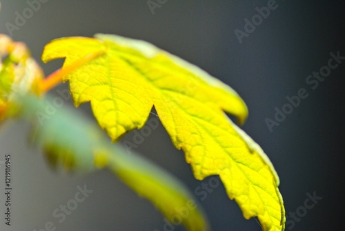 Maple leaf detail 
