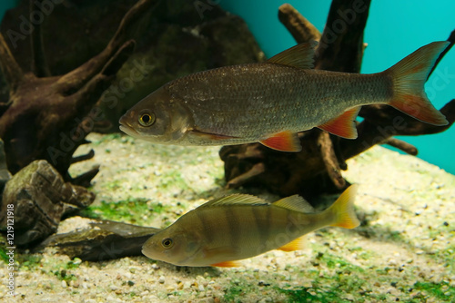 River fish in the aquarium - Common Rudd (Scardinius erythrophthalmus) and Perch (Perca fluviatilis) photo