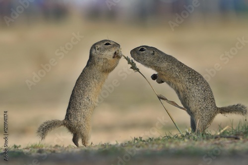 Two cute young european ground squirrels pose on the field. Spermophilus citellus photo