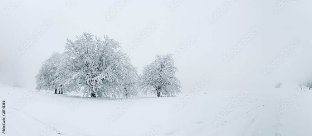 Fototapeta premium Trees and fields covered with a thick layer of snow emerge from the fog creating a dreamy scenery
