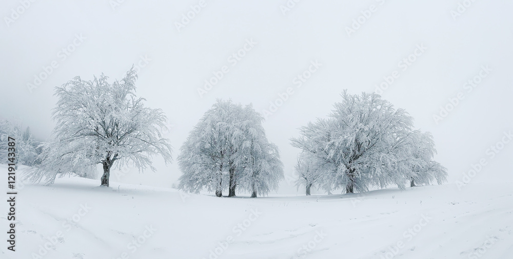 Trees and fields covered with a thick layer of snow emerge from the fog creating a dreamy scenery Trees and fields covered with a thick layer of snow emerge from the fog creating a dreamy scenery